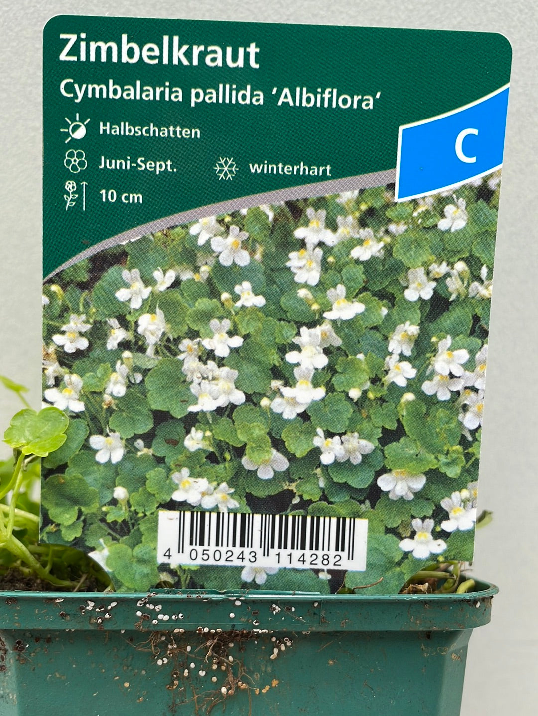 Cymbalaria pallida 'Albiflora'