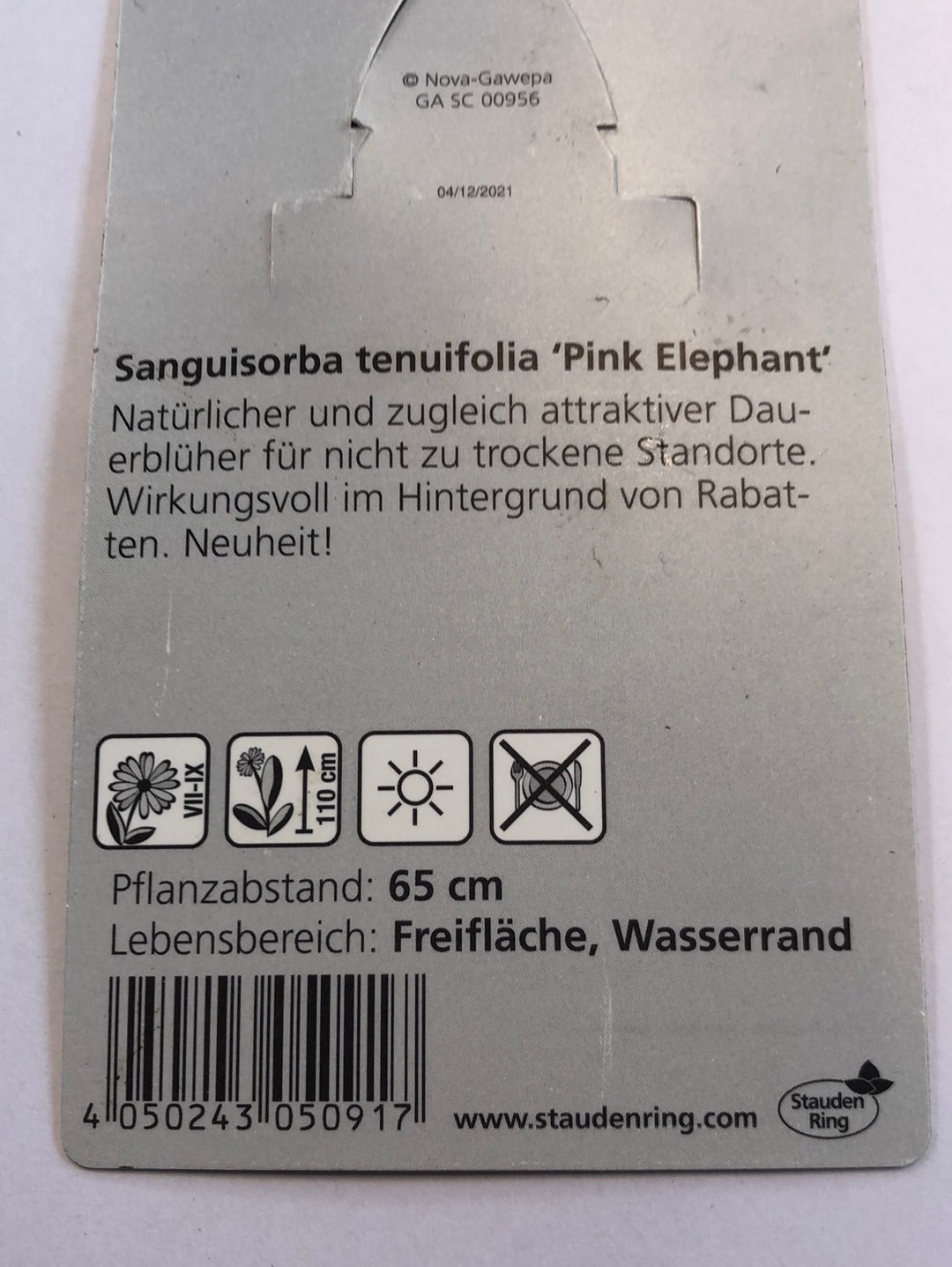 Bilde av Sanguisorba tenuifolia Pink Elephant-Spanne Plantesalg