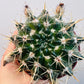 Bilde av Notocactus submammulosus 10 cm potte-Spanne Plantesalg