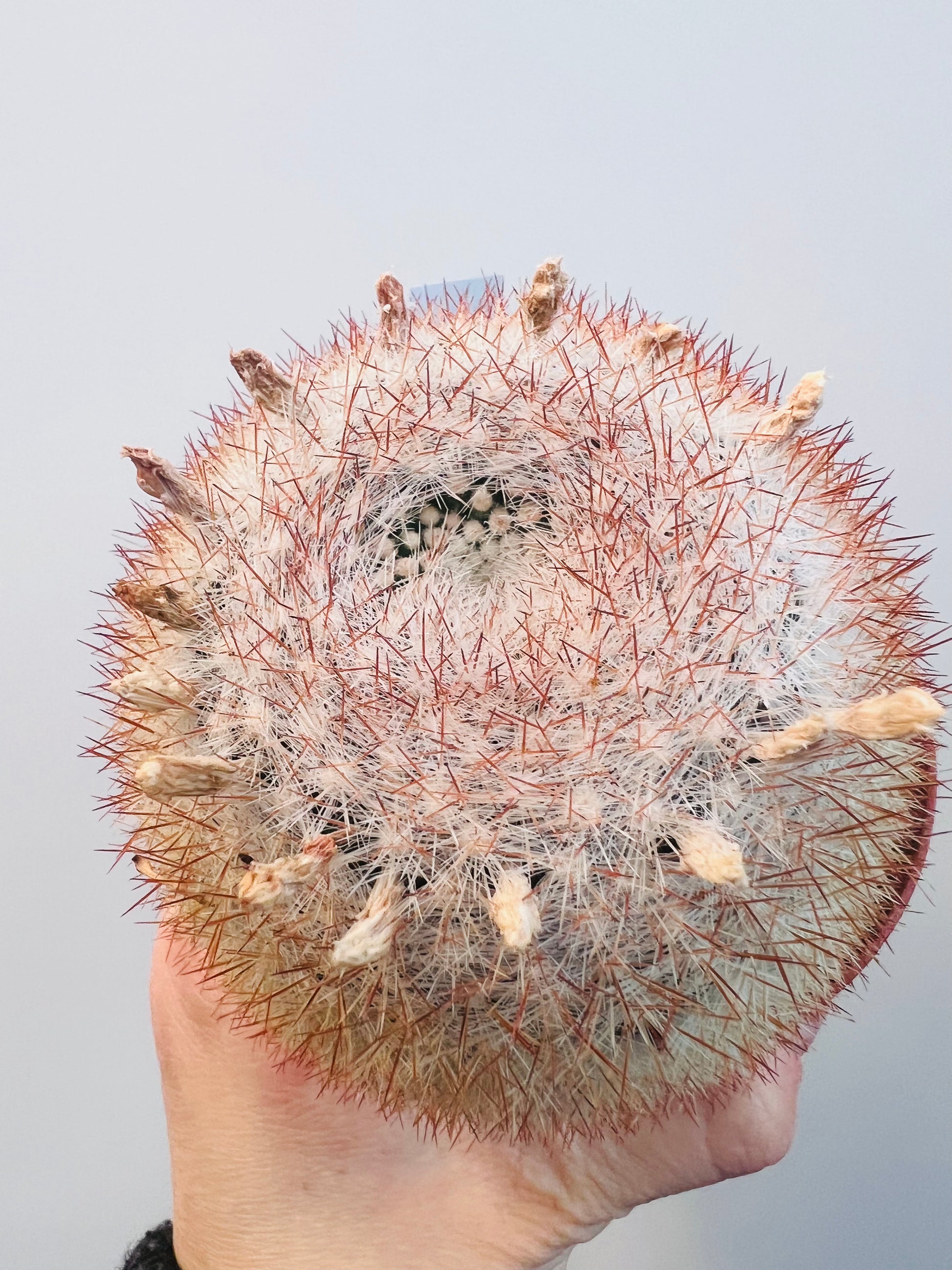 Bilde av Mammilaria candida 9 cm potte-Spanne Plantesalg