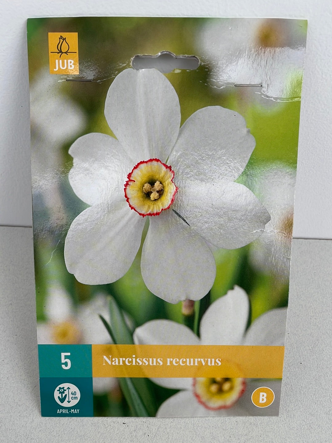 Bilde av Narcissus recurvus 5 lol-Spanne Plantesalg