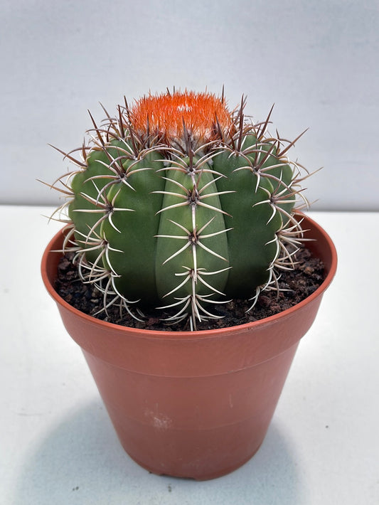 Melocactus Matanzanus + Cephalium 13 cm potte