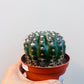 Notocactus uebelmanianus  10 cm potte