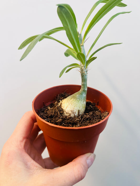 Bilde av Pachypodium succulentum 8 cm potte-Spanne Plantesalg