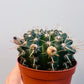 Bilde av Notocactus submammulosus 10 cm potte-Spanne Plantesalg