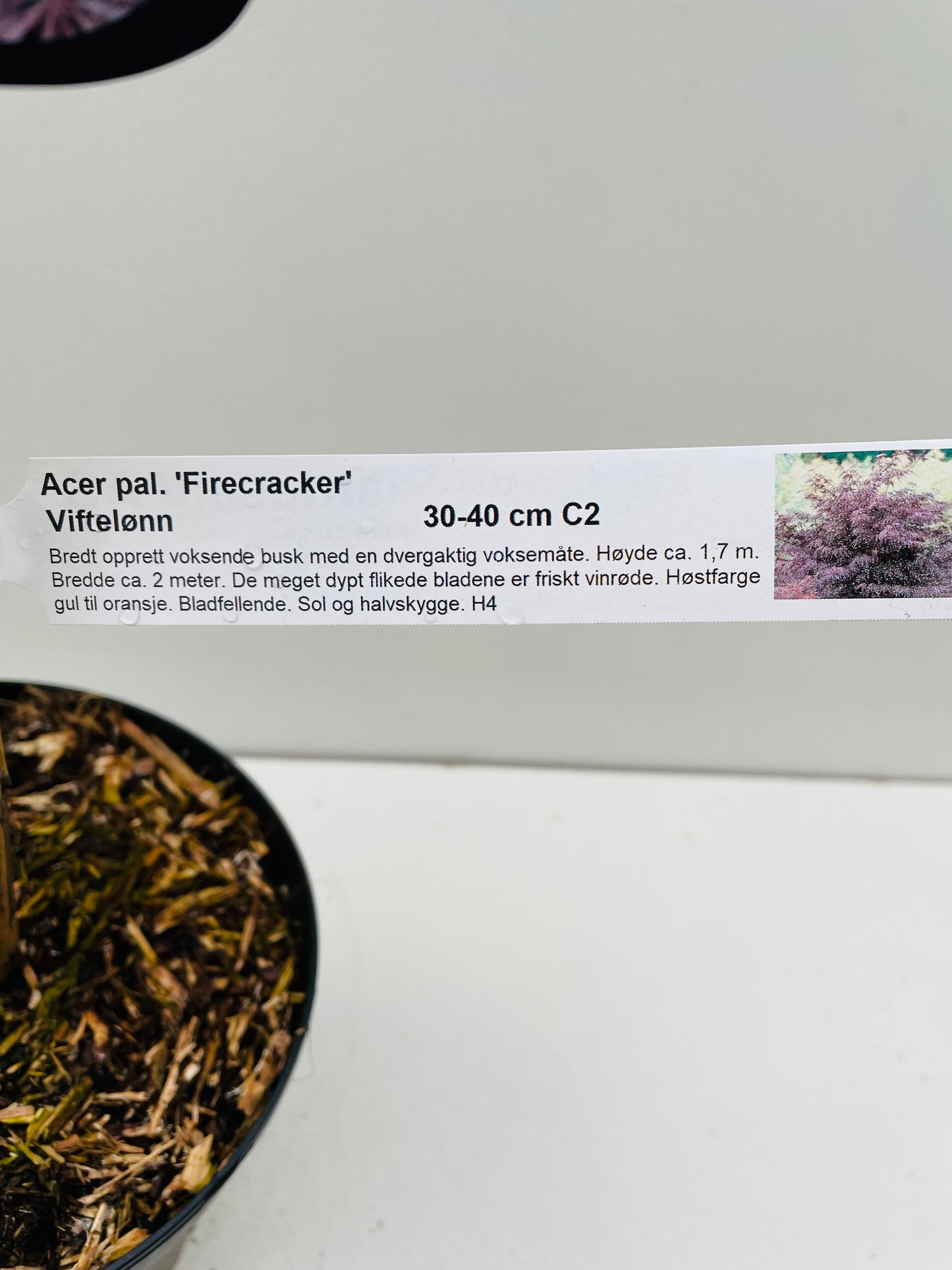 Bilde av Acer palm. 'Firecracker'-Spanne Plantesalg