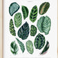 Bilde av A4 plakat (21 x 29 7 cm) stueplanter-Spanne Plantesalg