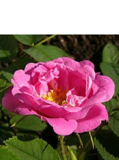Hurdalsrosen