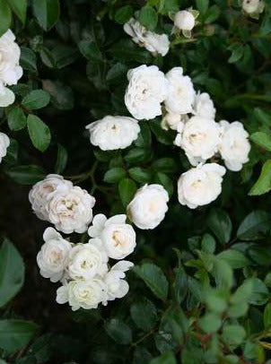 White Fairy
