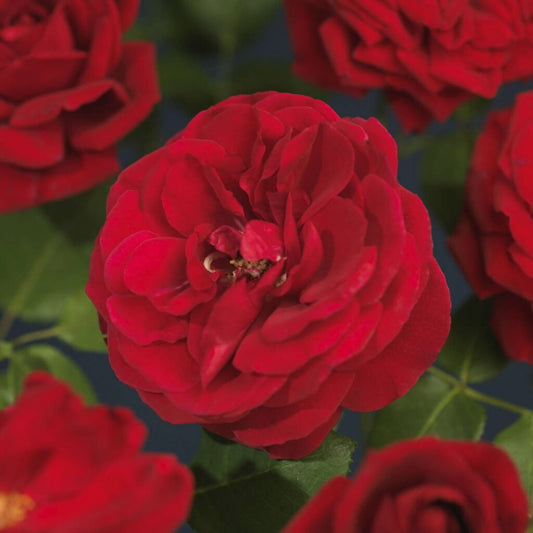 Bilde av Santana®-Spanne Plantesalg