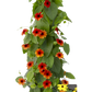 Bilde av Thunbergia alata SunEyes Terracotta-Spanne Plantesalg