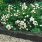 Bilde av White Cover-Spanne Plantesalg